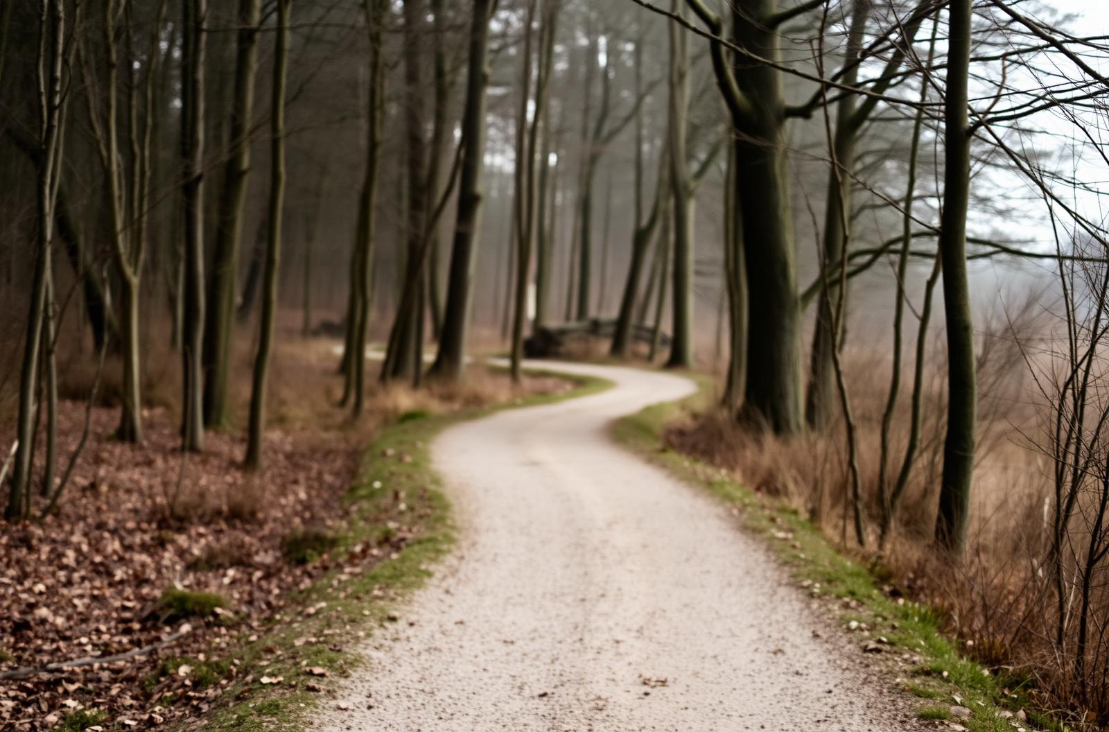 Quiet path representing reflection, adaptation, and inner growth.