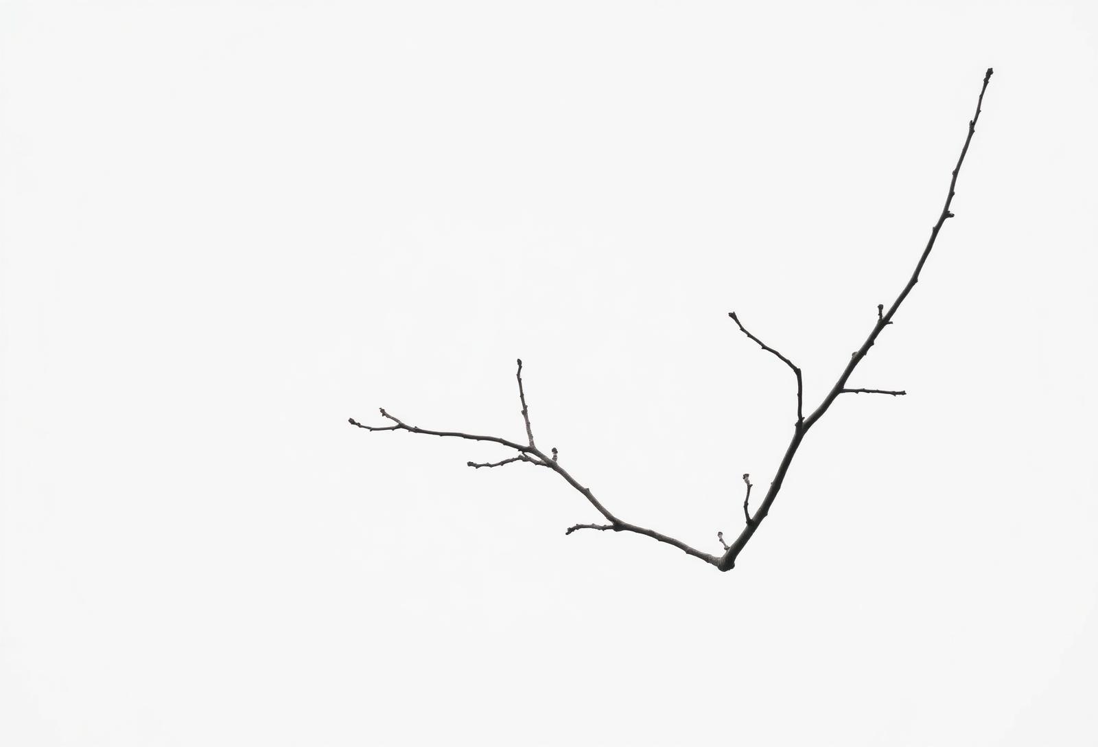 A single bare branch against soft pale sky, evoking spaciousness and rest.
