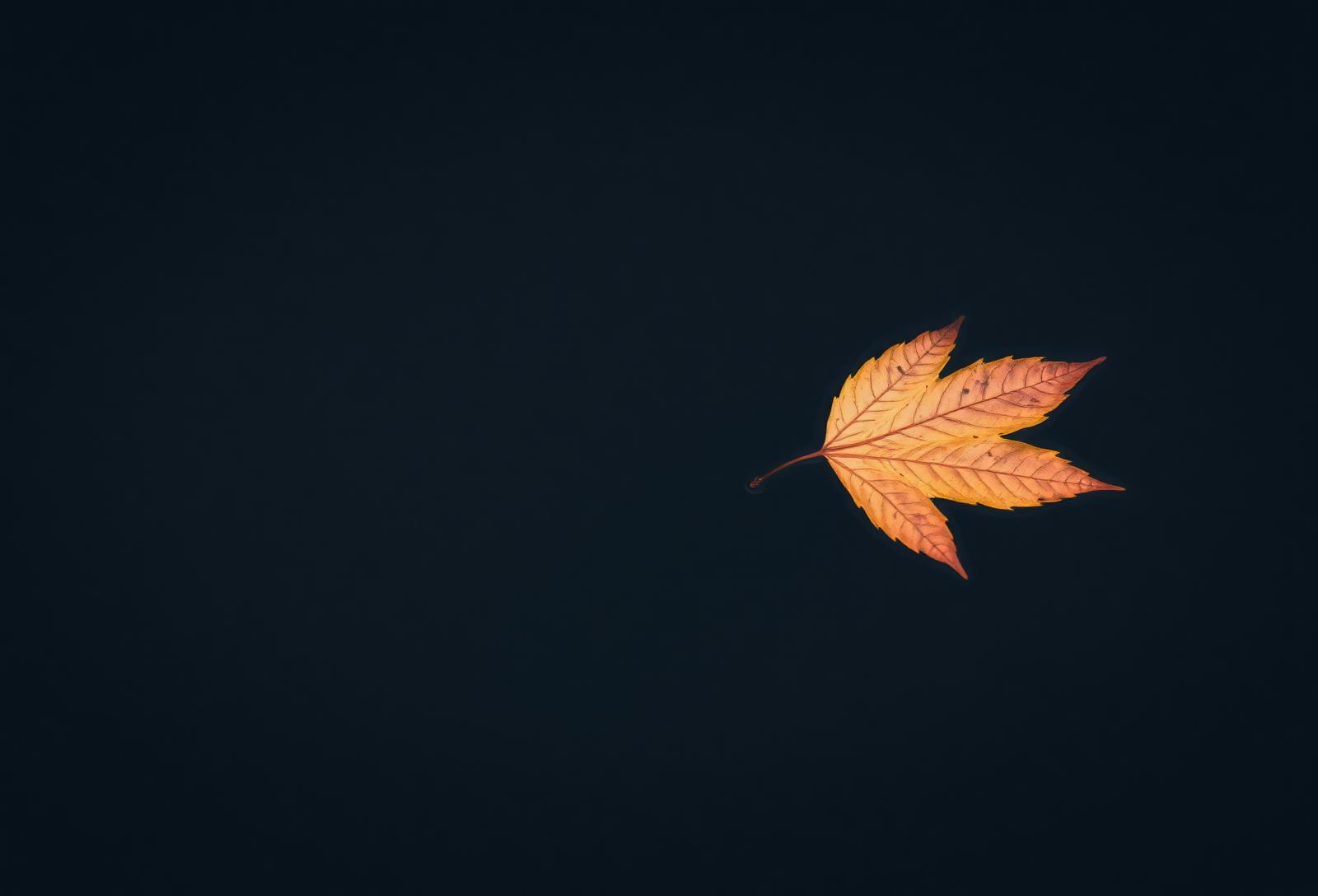 A single autumn leaf on dark still water, evoking quiet grief and tenderness.