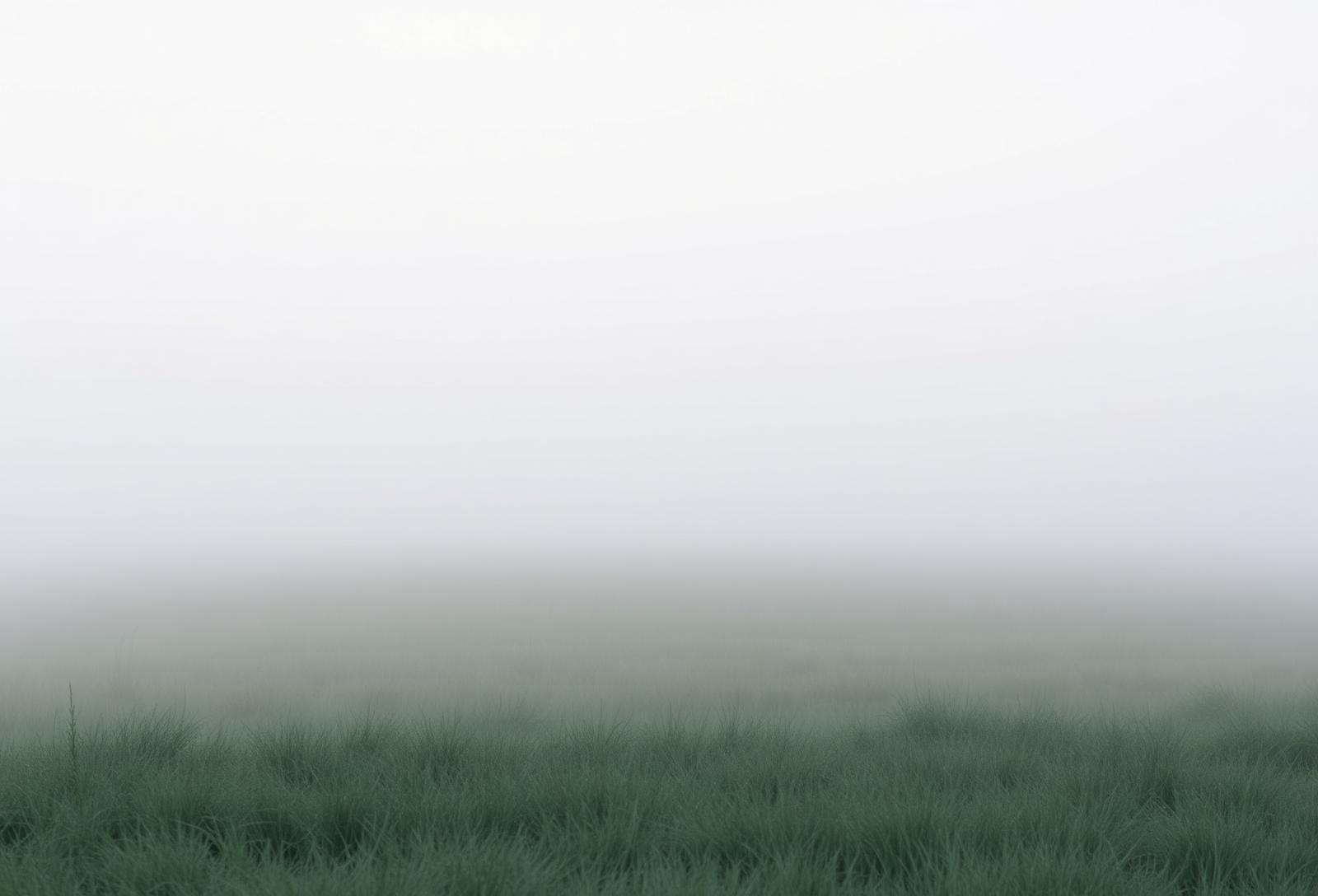 Soft fog over a quiet meadow at dawn, evoking the openness of not yet knowing.